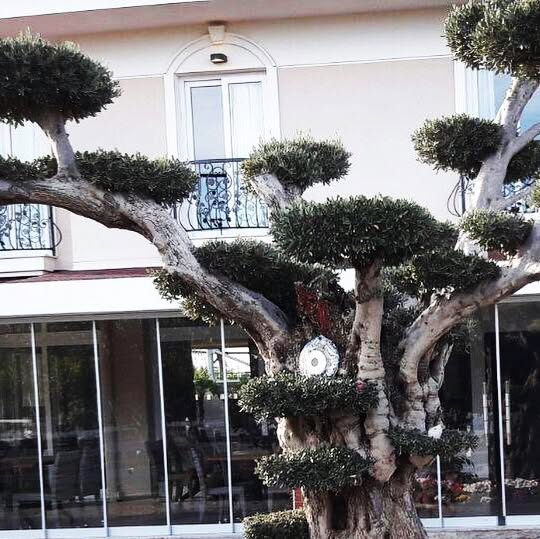 Bahçe Yenileme ve Bitkilendirme